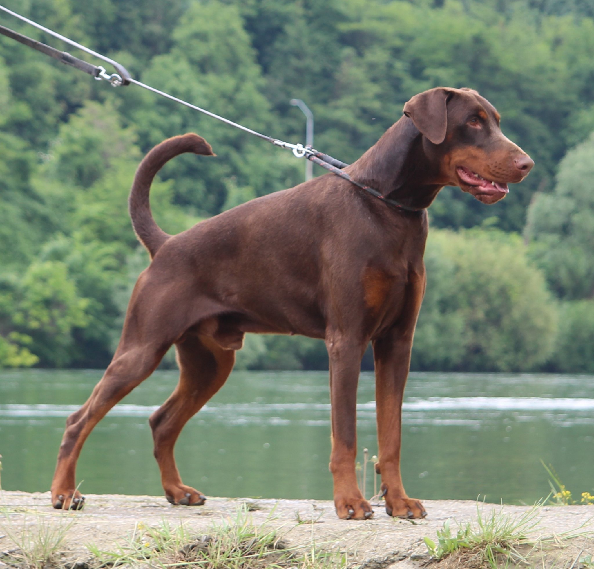 Dante Dell Querce Nere (Italy) + Fawn (Isabella) & Rust + Male